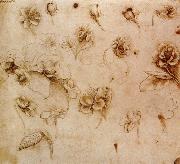 Flower Studies, Leonardo  Da Vinci